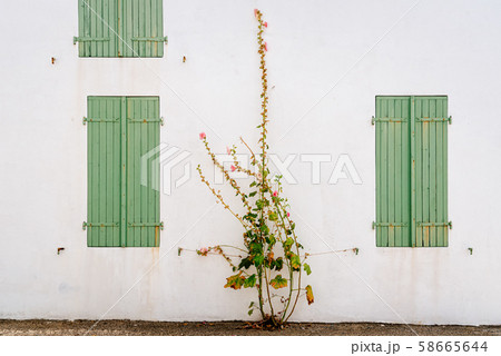 Windows with wooden light green painted closed shutters in white wall 58665644