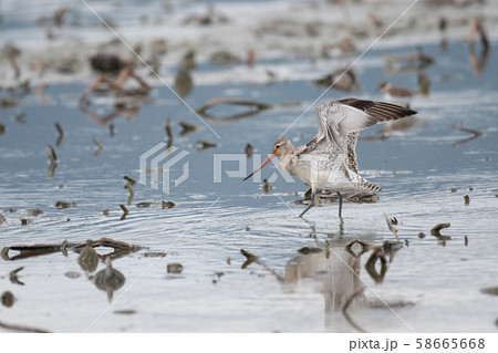 秋の渡り、ハス田に立ち寄ったオオソリハシシギ01 秋の渡り、ハス田に立ち寄ったオオソリハシシギ01 58665668