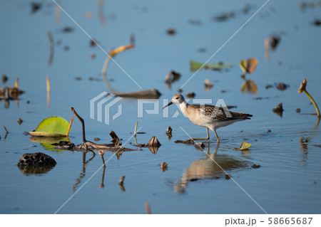 秋の渡り、ハス田に立ち寄ったエリマキシギ02 58665687