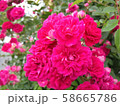 花 58665786