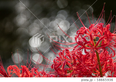水面に反射する光の中で鮮やかに咲く彼岸花 58665936