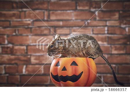 ハロウィン パンプキン デグー ハロウィン パンプキン デグー 58666357