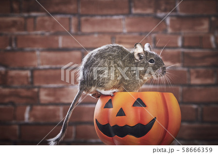 ハロウィン パンプキン デグー ブルーパイド ハロウィン パンプキン デグー ブルーパイド 58666359