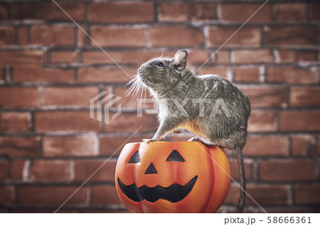 ハロウィン パンプキン デグー ブルーパイド ハロウィン パンプキン デグー ブルーパイド 58666361