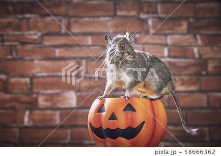 ハロウィン パンプキン デグー ブルーパイド 58666362
