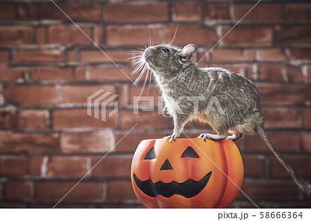 ハロウィン パンプキン デグー ブルーパイド ハロウィン パンプキン デグー ブルーパイド 58666364