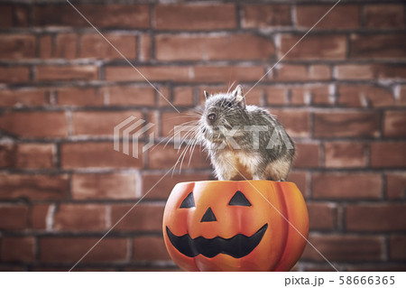 ハロウィン パンプキン デグー ブルーパイド ハロウィン パンプキン デグー ブルーパイド 58666365