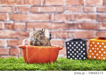 ハロウィン デグー ハロウィン デグー 58666373