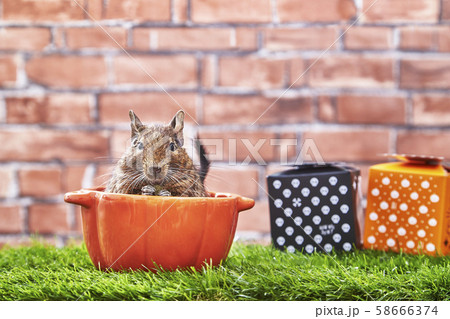 ハロウィン デグー ハロウィン デグー 58666374