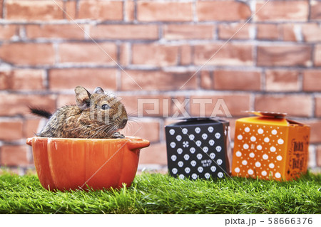 ハロウィン デグー 58666376