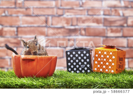 ハロウィン デグー 58666377