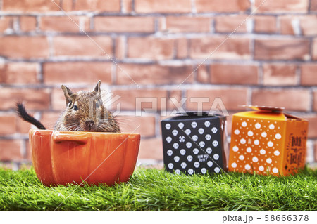 ハロウィン デグー ハロウィン デグー 58666378