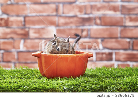 ハロウィン デグー 58666379