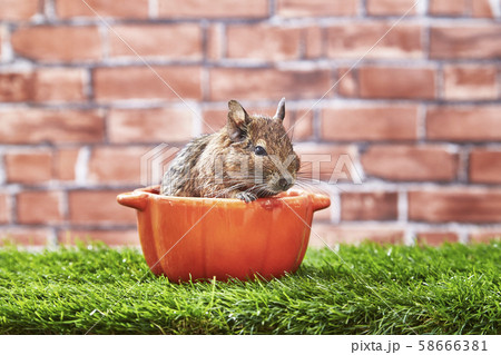 ハロウィン デグー ハロウィン デグー 58666381