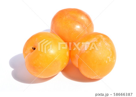 プラム（秋姫） 58666387