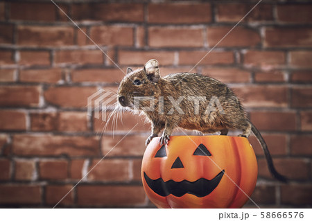 ハロウィン パンプキン デグー 58666576