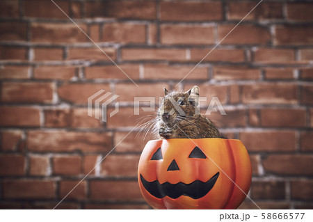 ハロウィン パンプキン デグー 58666577