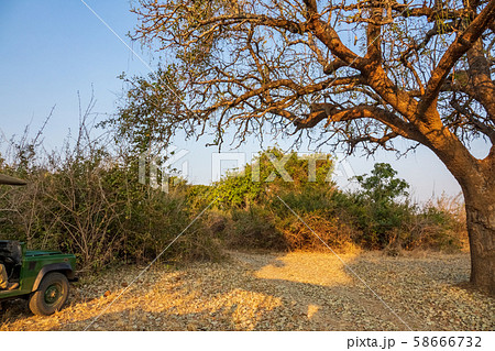 Game drive car with tourists looking at leopard over tree 58666732