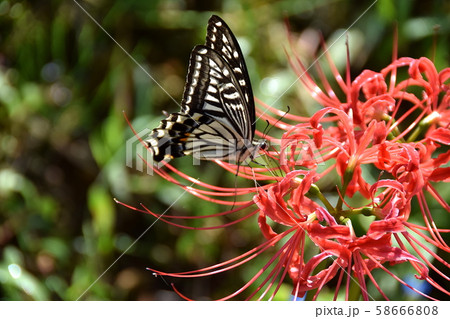 アゲハ アゲハ 58666808