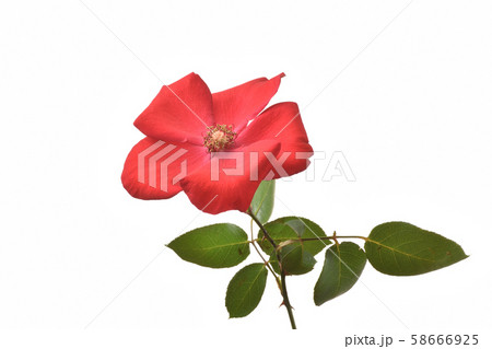 薔薇 58666925