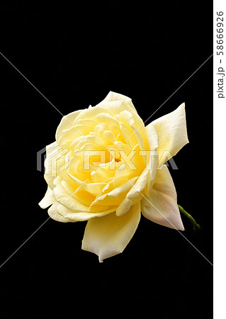 薔薇 58666926