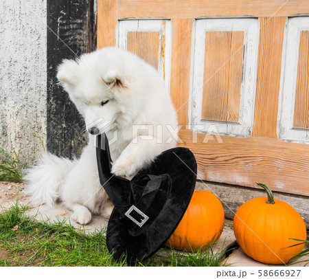 White funny Samoyed dog with halloween pumpkins. White funny Samoyed dog with halloween pumpkins. 58666927
