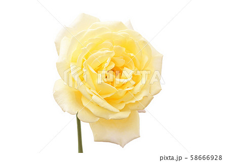 薔薇 58666928