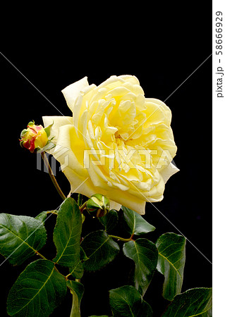 薔薇 58666929