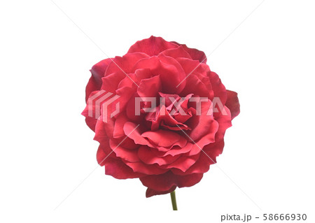 薔薇 58666930