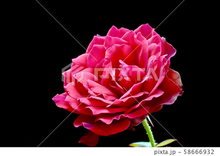 薔薇 58666932