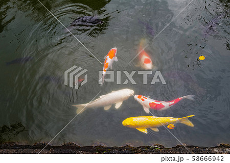 色とりどりの池の鯉 色とりどりの池の鯉 58666942