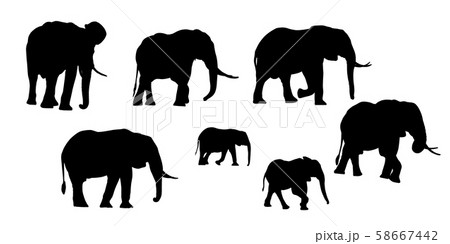 Elephants 58667442