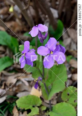 オオアラセイトウ 薄紫色の花 58667567