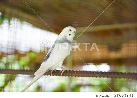 White budgie parrot pet bird or budgerigar White budgie parrot pet bird or budgerigar 58668341