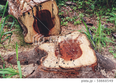 tree log in a forest - Deforestation concept with 58668549