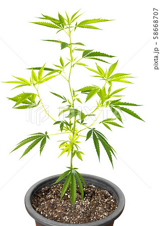Marijuana plant in plastic pot isolated on white background. 58668707