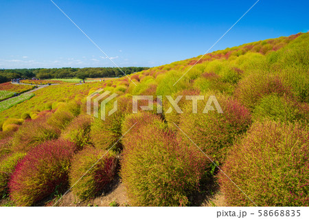 ひたち海浜公園　コキア 58668835
