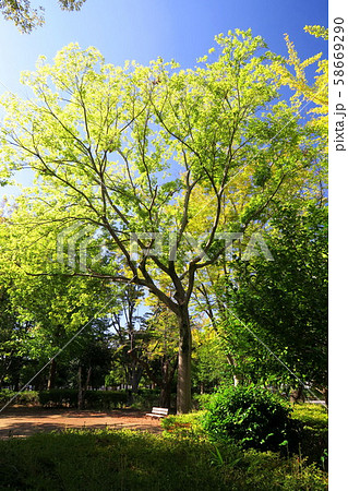 朝日を浴びる欅のある秋の公園風景 58669290