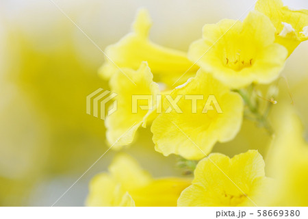 Trumpet flower - Yellow trumpet flower blooming in Trumpet flower - Yellow trumpet flower blooming in 58669380