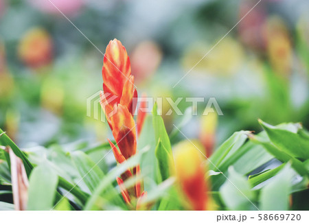 Bromeliad flower decorate - Beautiful red and 58669720