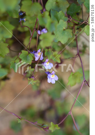 Kenilworth Ivy 58670136