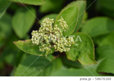 Smooth hydrangea Annabelle Smooth hydrangea Annabelle 58670160