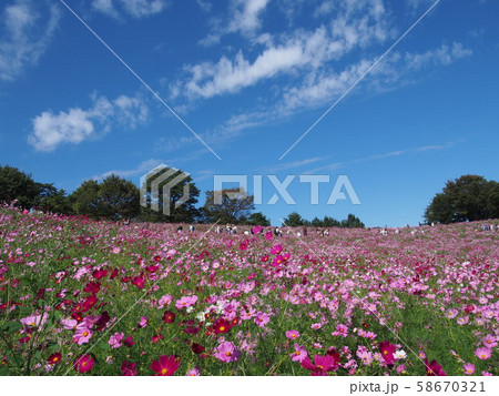 コスモス・秋桜　（センセーション）・コスモス畑 58670321