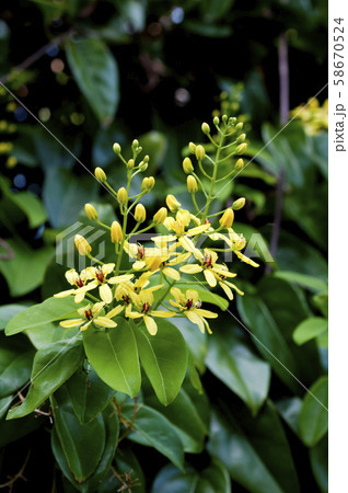 コウシュンカズラ（恒春葛） 58670524