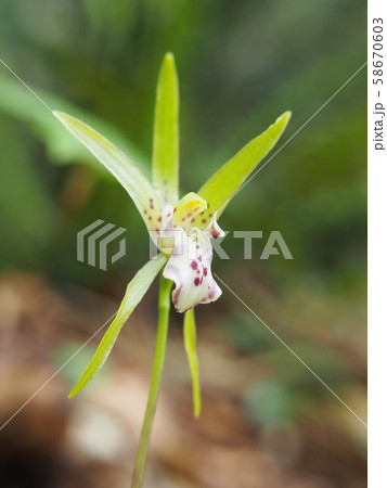 イチヨウラン 58670603