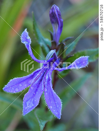 サワギキョウ 58670716