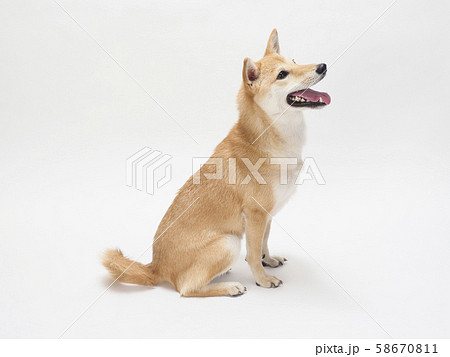 笑う芝犬 58670811