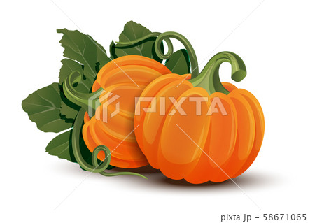 Pumpkins with leaves isolated on white background 58671065