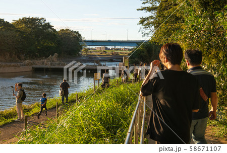 日本の東京都市景観  増水・泥水の多摩川。多くの見学者であふれた（台風19号一夜明け）＝13日夕 58671107