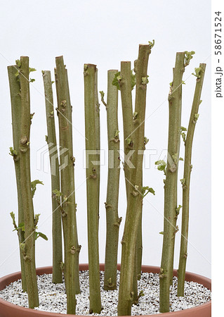 酔芙蓉　挿し木 イメージ　（ fix撮影 ） 58671524